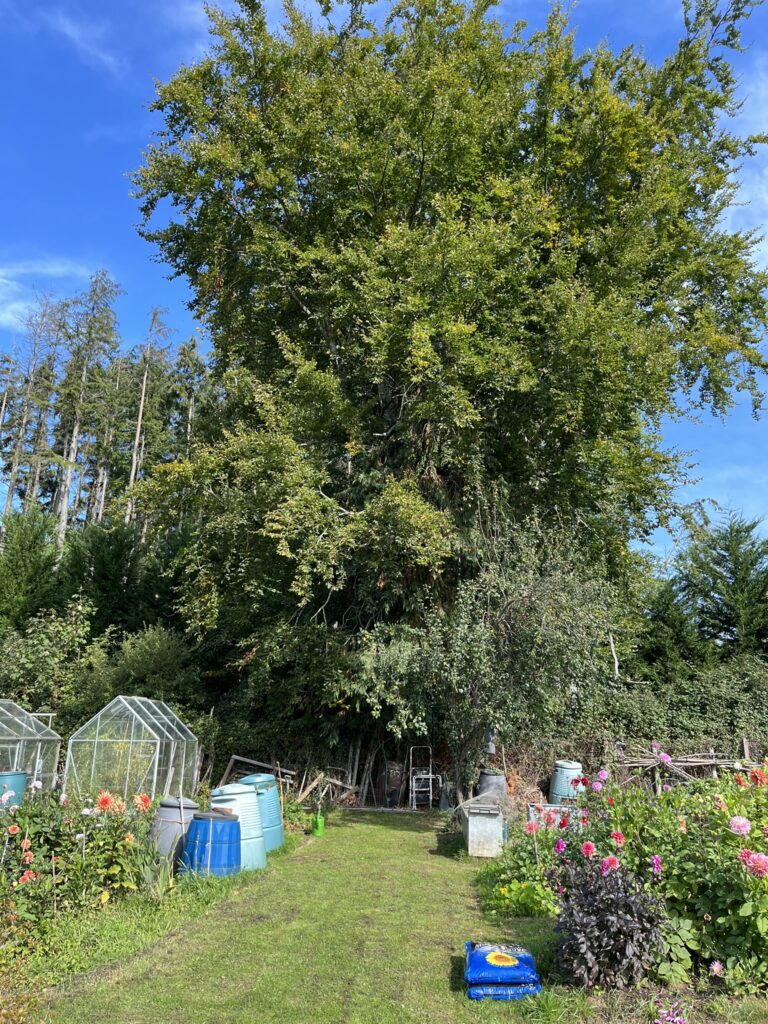 Photo of allotment area